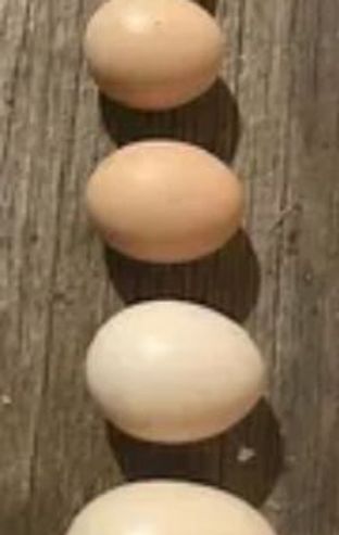 Seven eggs of varying sizes and colors arranged vertically on a wooden surface.