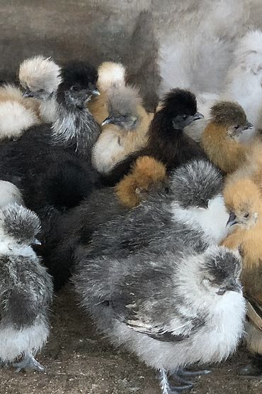 A group of fluffy, multicolored Silkie chicks huddled together.