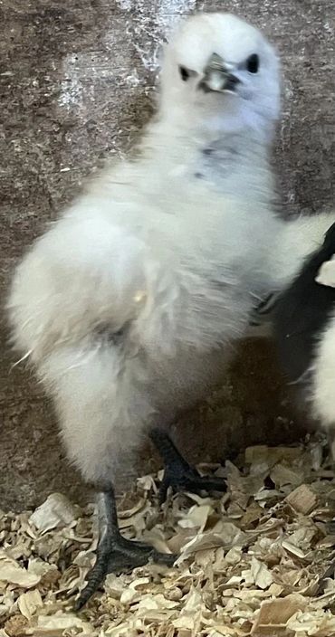 A fluffy white chick standing on wood shavings.