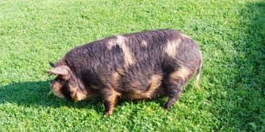 Raven is a gorgeous Rona sow we have added to the farm.  She is currently residing with Paxton.