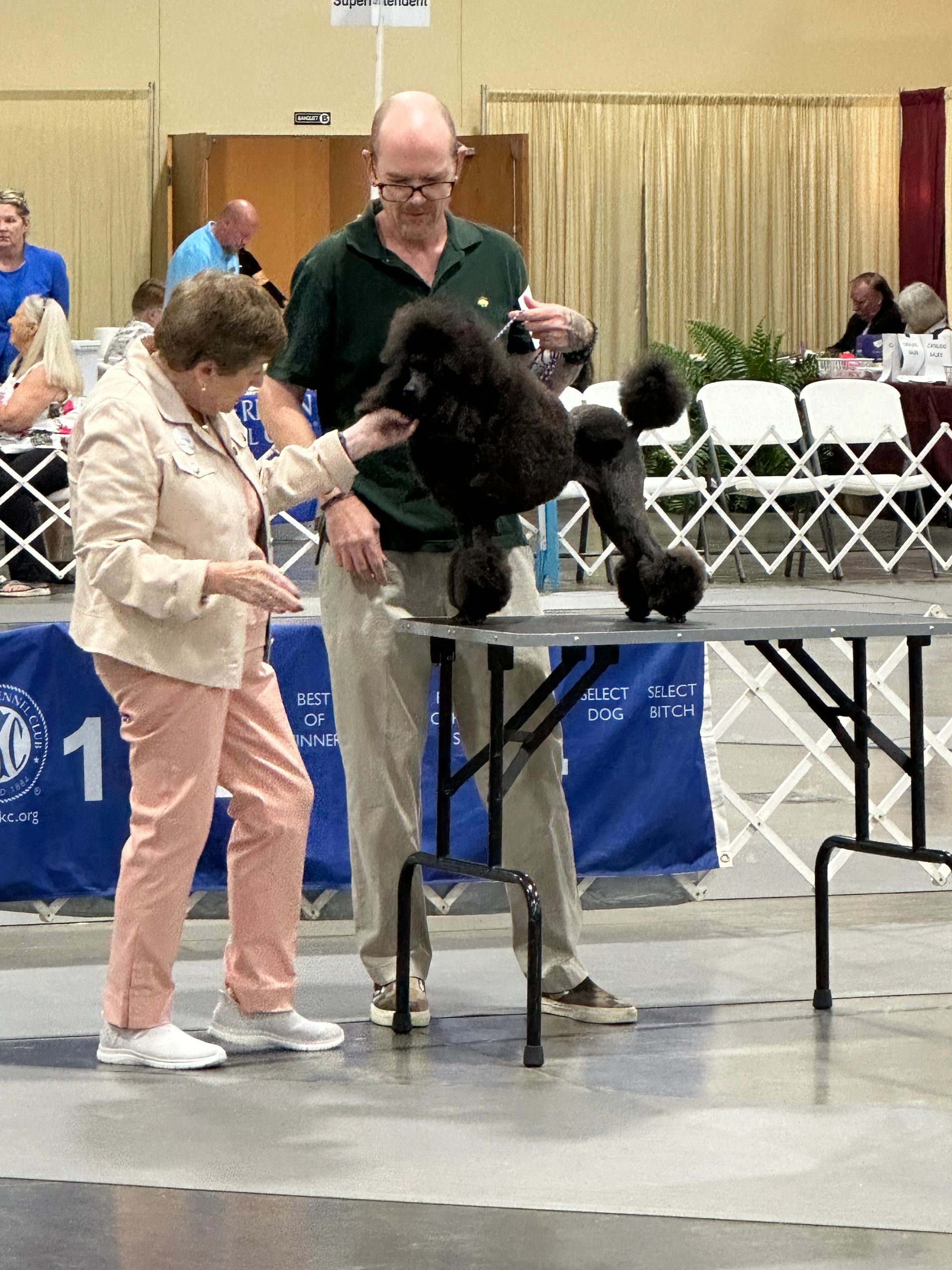 Lawrence and Willow showing in the AKC ring.