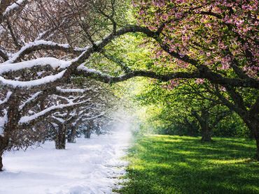 A tree-lined path showing winter snow on one side and spring blossoms on the other.