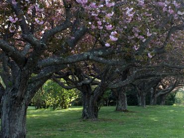 Row of blossoming cherry trees in a green park.