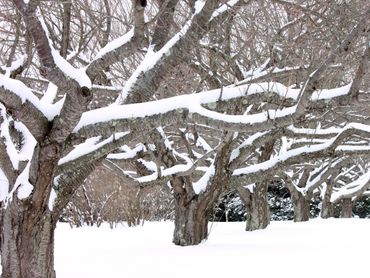 Snow-covered trees in a winter landscape.