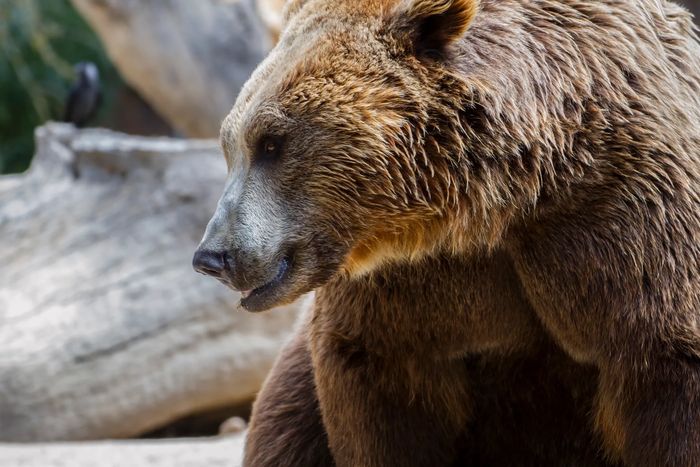 Bear