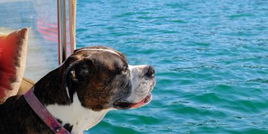 dog on a pontoon rental in Destin, Florida