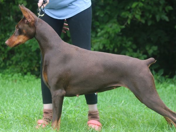 Peppa 13m Red/Rust Doberman