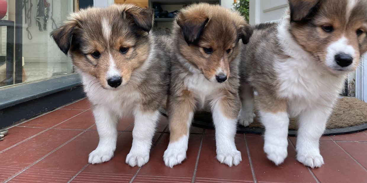 Die Welpen werden hier im Haus geboren und in unserer Familie integriert, sie sind dauerhaft präsent