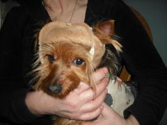 Protective Padded Headgear for Blind Dogs