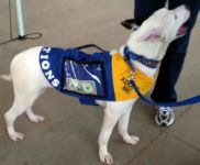 DONATIONS Dog Vest