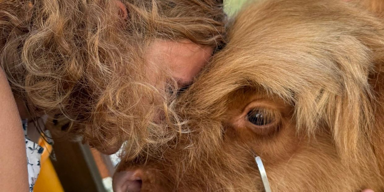 Highland Cow