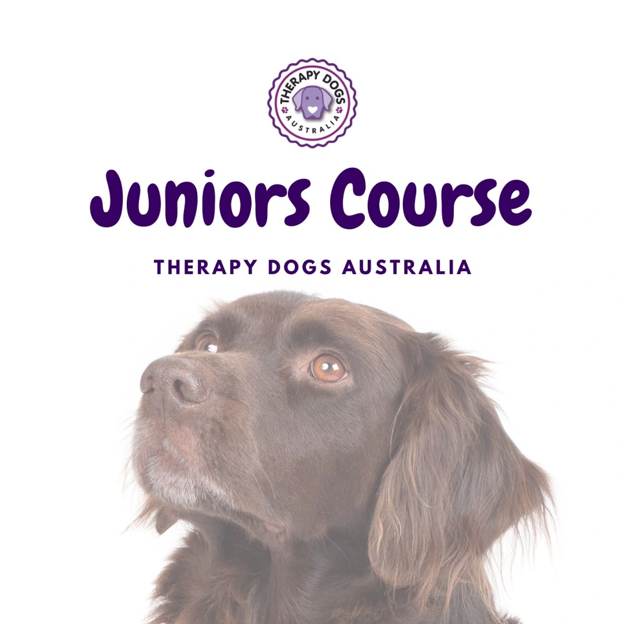therapy dog training for puppies