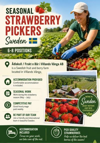 Seasonal strawberry pickers wanted in Sweden with accommodation and competitive pay.