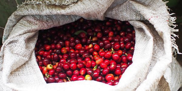 Beautiful red coffee cherries. What a delight to your taste buds. Hand picked for the perfect cup of