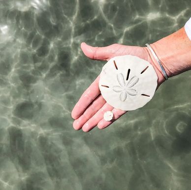 A hand displays one large and one small sand dollar found in the clear water behind Masonboro Island