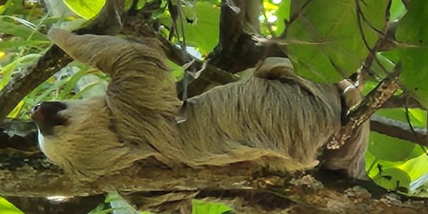 A sloth hanging upside down on a tree branch surrounded by green leaves.