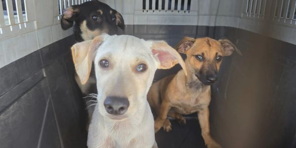 Three puppies sitting closely inside a kennel.