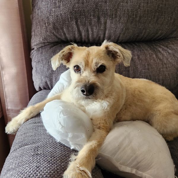 Max, my 16yo soul dog