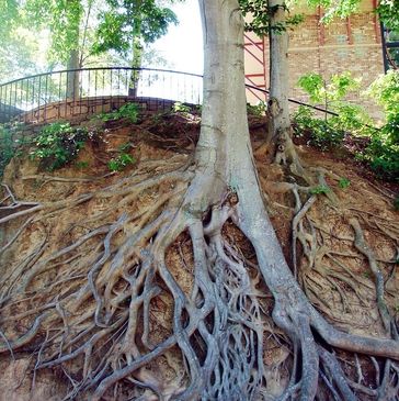 Denver Tree service