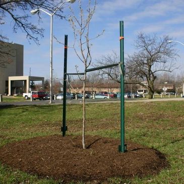 Denver Arborist