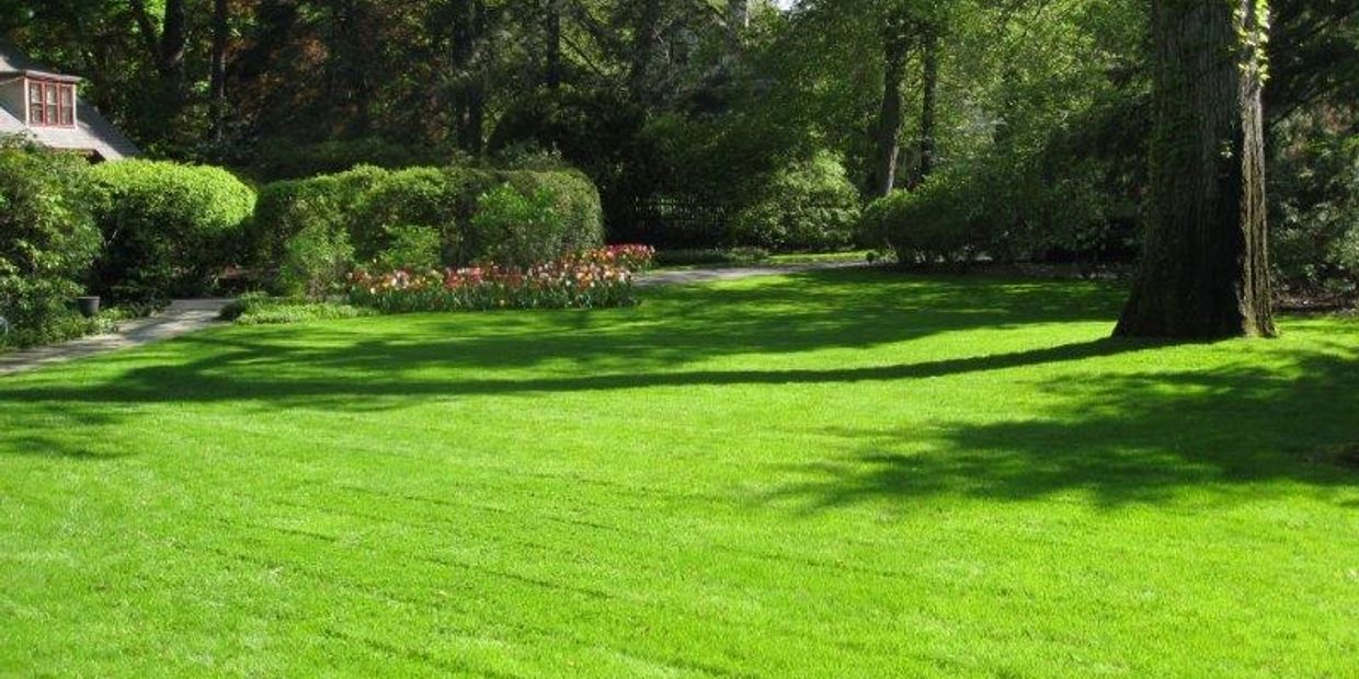Jones Tree & Lawn, Lawn, Care, Beautiful backyard, green, healthy