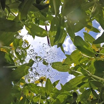Arvada tree service