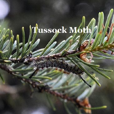 tussock moth, tree, pest, control, pine, insect,
