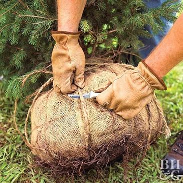 Tree Planting Service