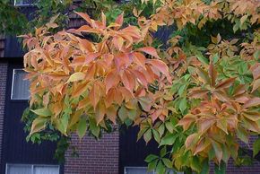  Ohio Buckeye is botanically known as Aesculus glabra. It is a medium size tree that grows to 40 foo