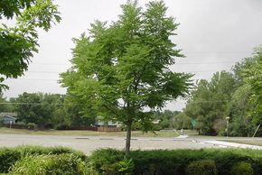 Jones Tree & Lawn Kentucky Coffee Tree. It is botanically known as Gymnocladus dioicus. This wonderf