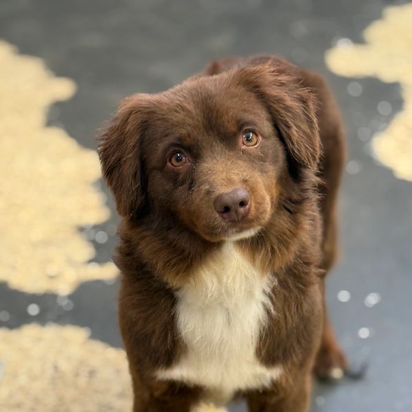 A brown and white dog looking attentively at the camera.