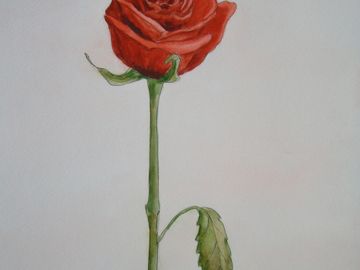 A Rose for My Mother, Pen & Ink, Watercolor
