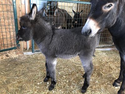 A baby donkey standing in a stable with an adult donkey.