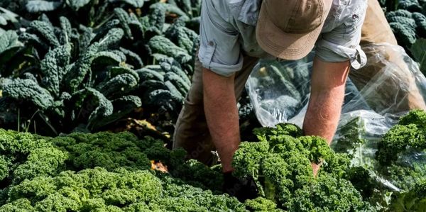 Organic & local ingredients