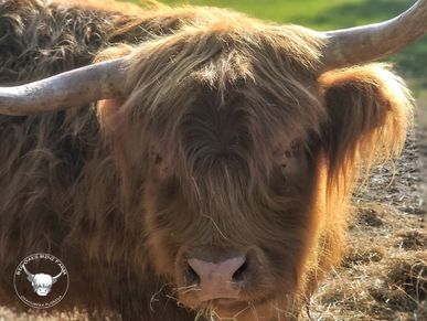 Catampus is a registered yellow miniature Highland. She is 5 years old and has had 3 calves. She is