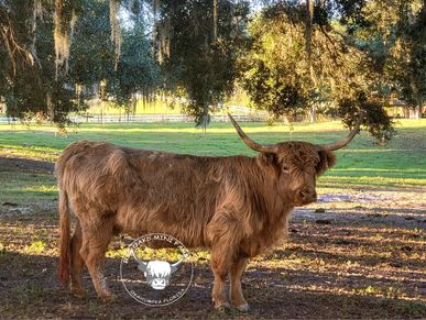 Velour is a registered dun miniature Highland. She is 8 years old and has had 4 calves and is due to