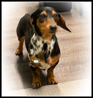 Short haired dapple piebald miniature dachshund