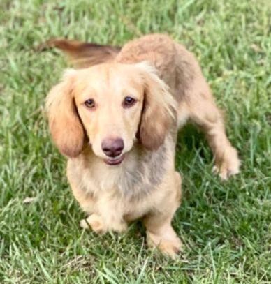 Longhaired AKC cream colored dachshund