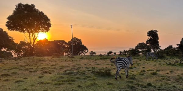 Zebras grazing during sunset in a grassy field.