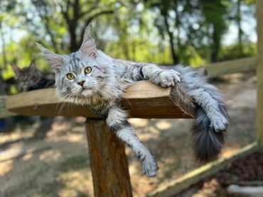 Silver Tabby Maine Coon