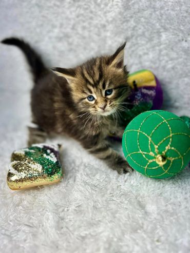 Tabby Maine Coon Kitten
