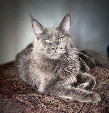 Blue Smoke Maine Coon Cat