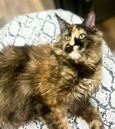 Tortoise Maine Coon Cat