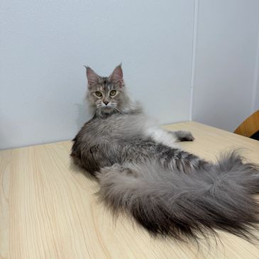 Fluffy gray cat lounging on a wooden table.