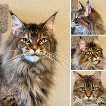 A majestic Maine Coon cat with long fur and striking eyes.