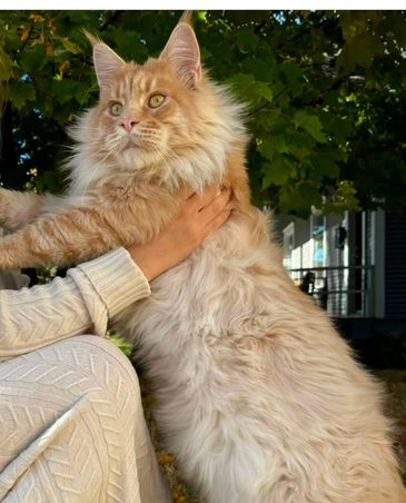Large fluffy orange Maine Coon cat held by person.