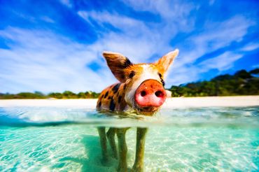 Swimming with the pigs in the Bahamas!