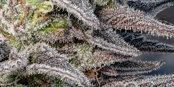 Cannabis
Marijuana
Redwood Remedies