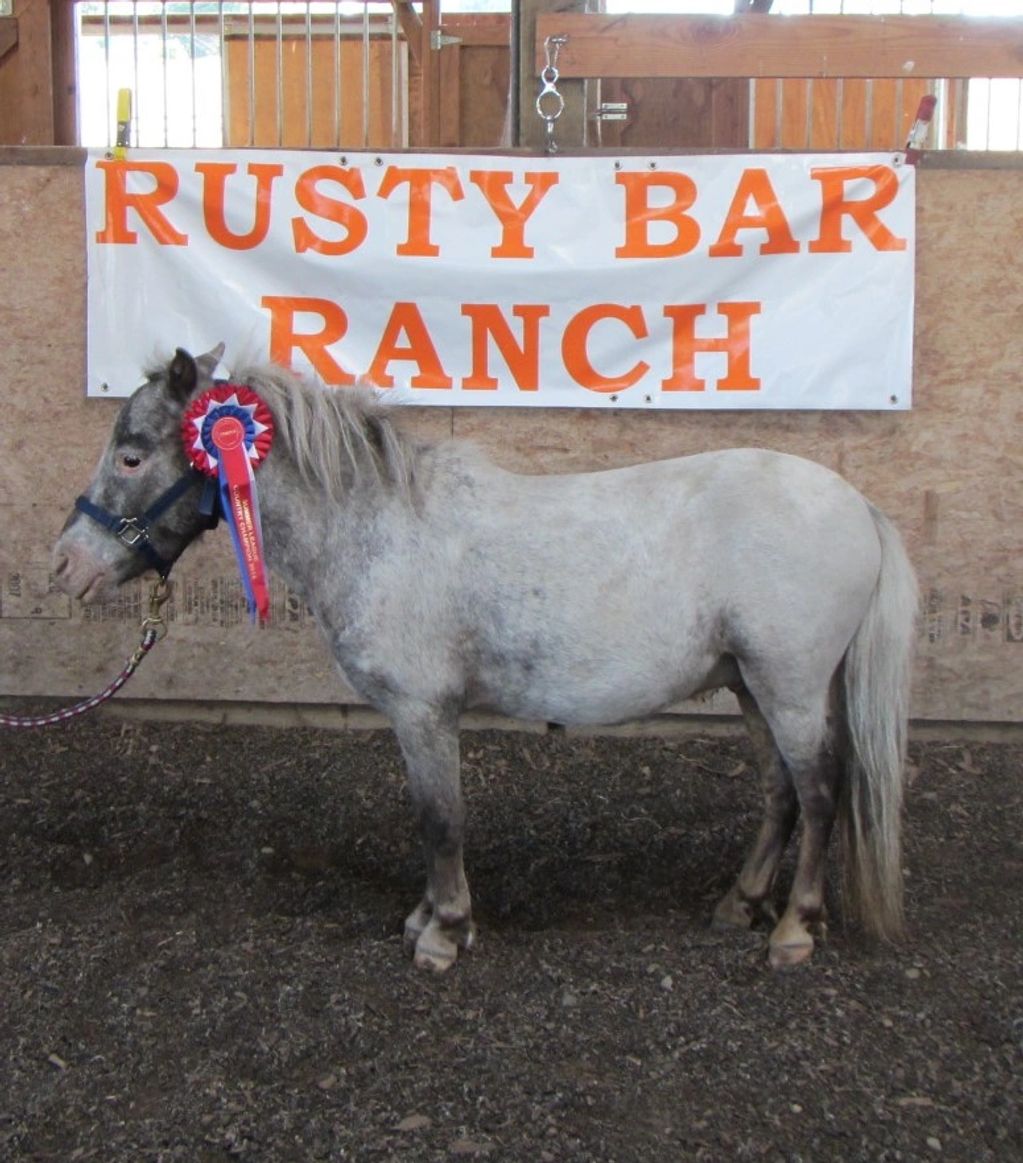 Miniature horse Ghost in front of Rusty Bar Ranch banner sporting his grand champion agility ribbon.