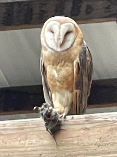 Barn owl sitting on a beam with a small rodent in its talons,